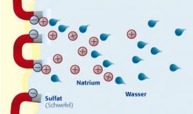 Nährstoff-Versorgung des Knorpels (das Wasser-Magnet-Prinzip)